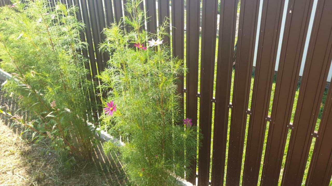 La Curtea Argeseana Valea Iasului