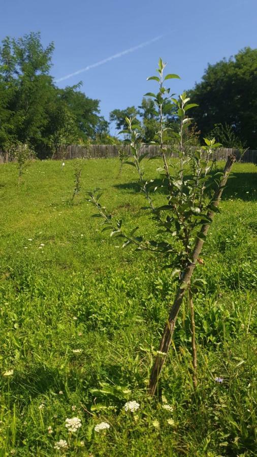 Séjour chez l'habitant La Curtea Argeseana